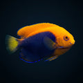 Dwarf Flameback Angelfish - Africa saltwater aquarium fish