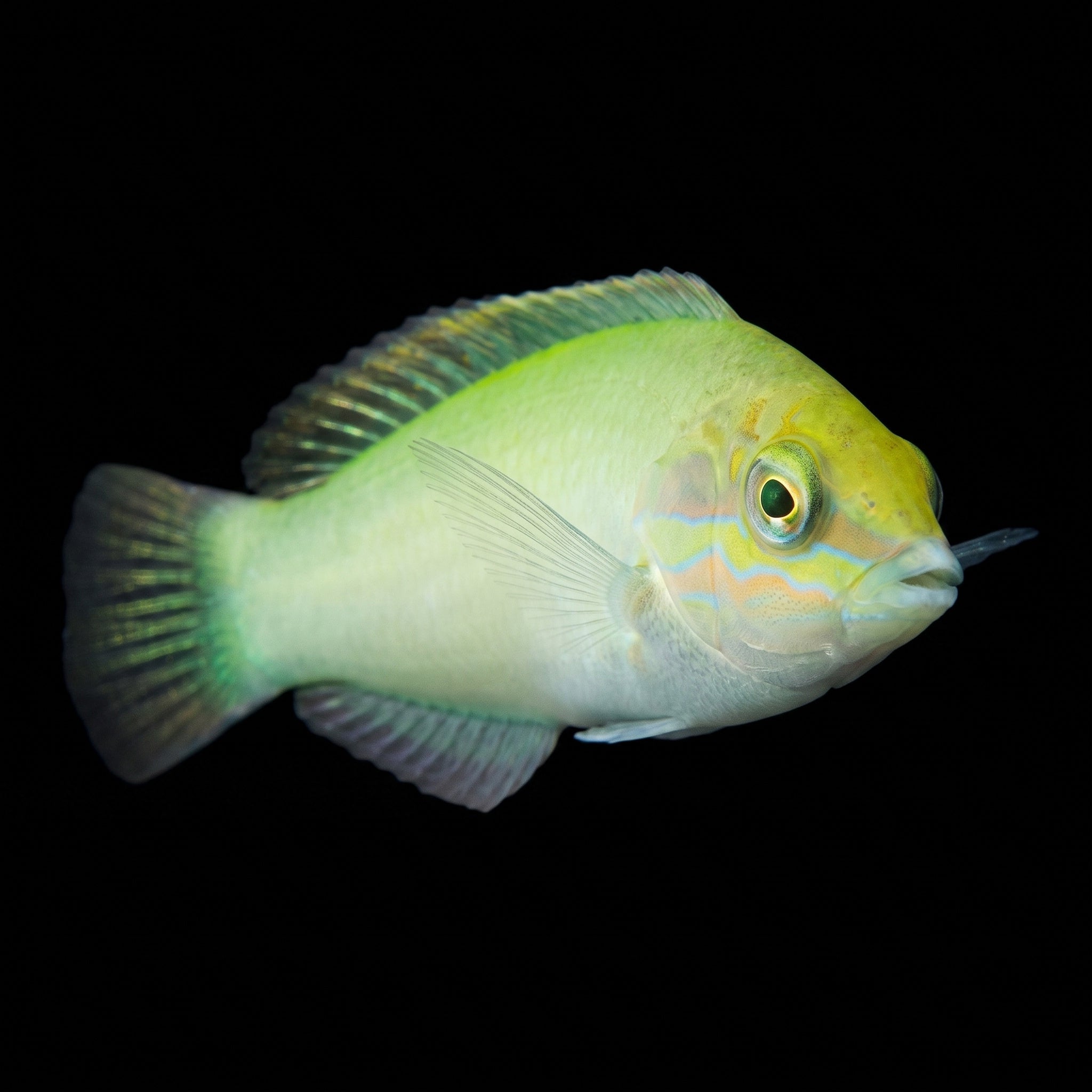 Green Coris Wrasse saltwater aquarium fish
