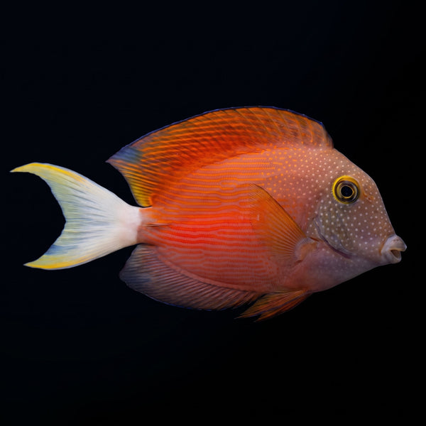 Orange Stripe Bristletooth Tang saltwater aquarium fish