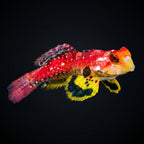 Ruby Red Dragonet saltwater aquarium fish