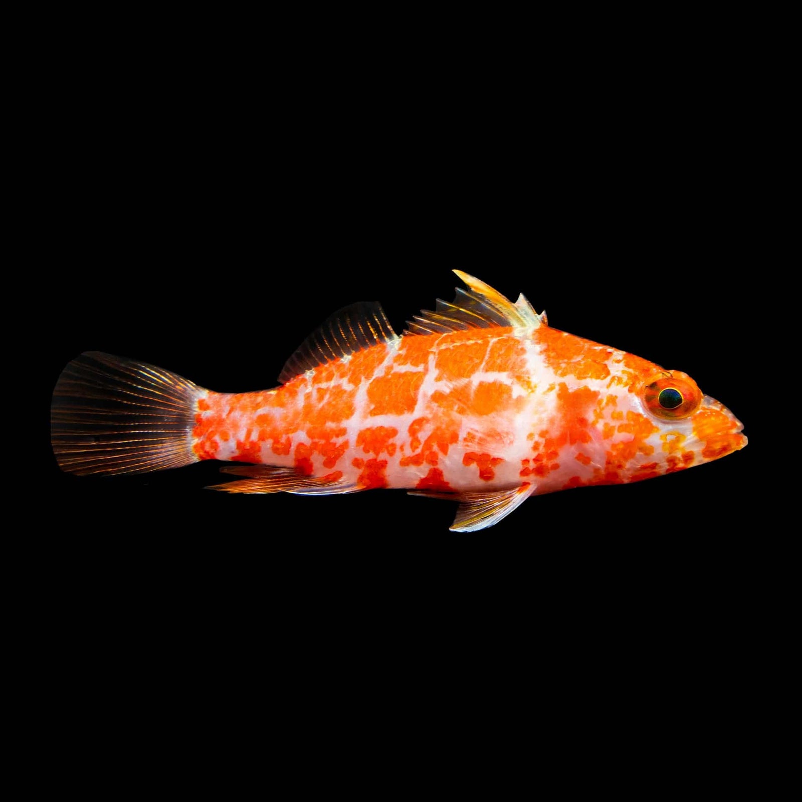 Geometric Pygmy Hawkfish (Plectranthias Inermis) saltwater aquarium fish