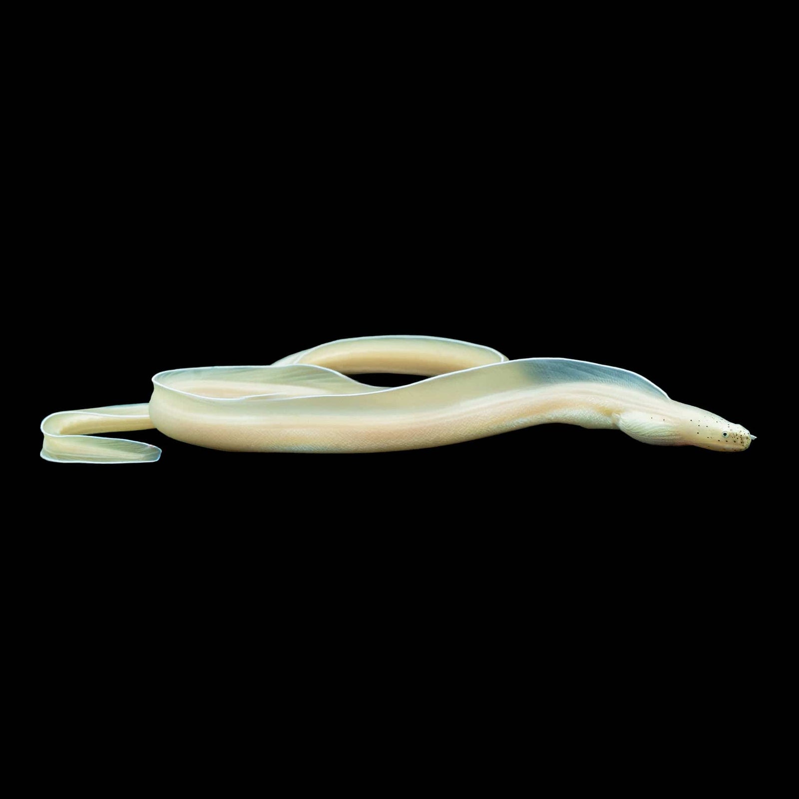 Ghost Ribbon Eel (Pseudechidna Brummeri) saltwater aquarium fish