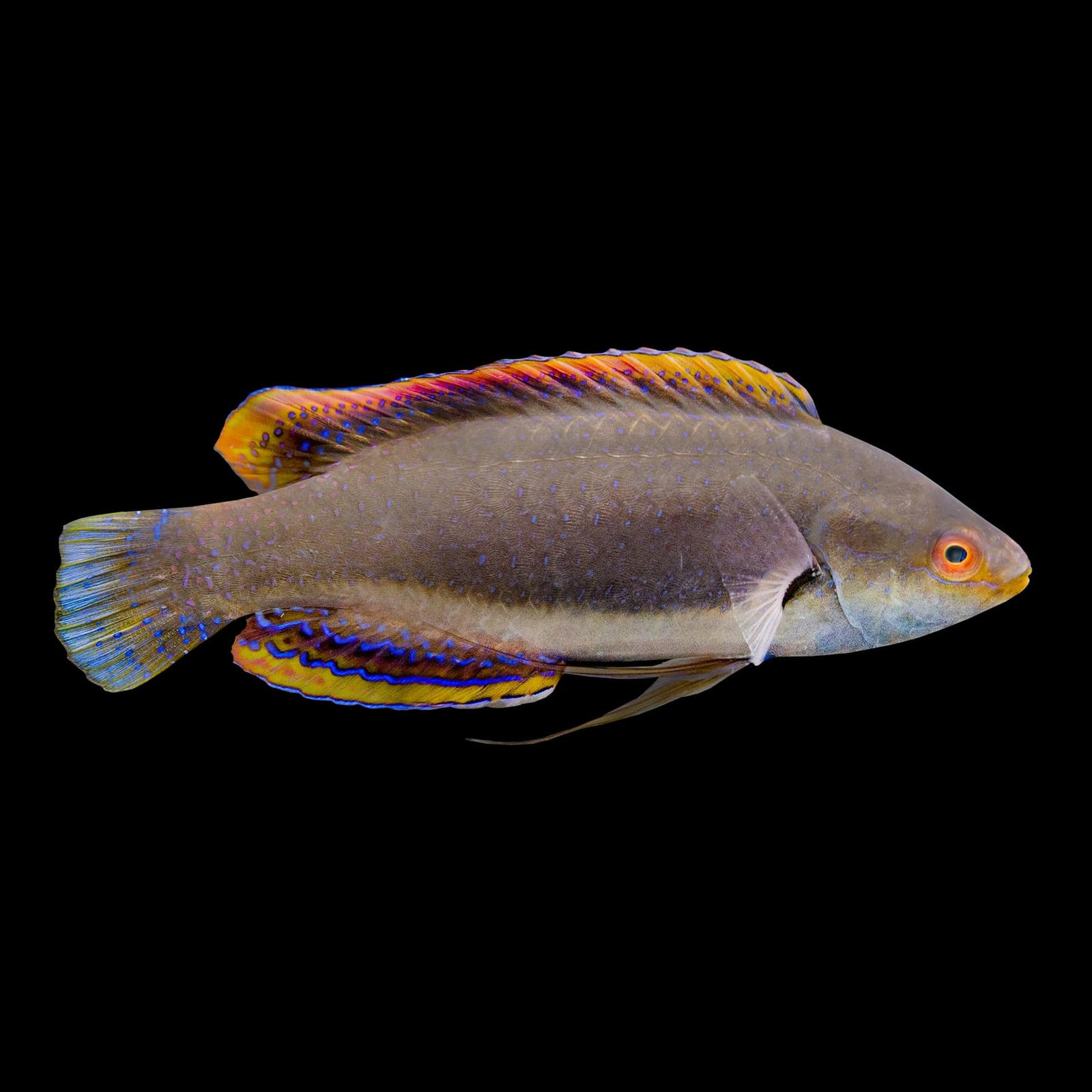 Girdled Fairy Wrasse (Cirrhilabrus Balteatus) saltwater aquarium fish