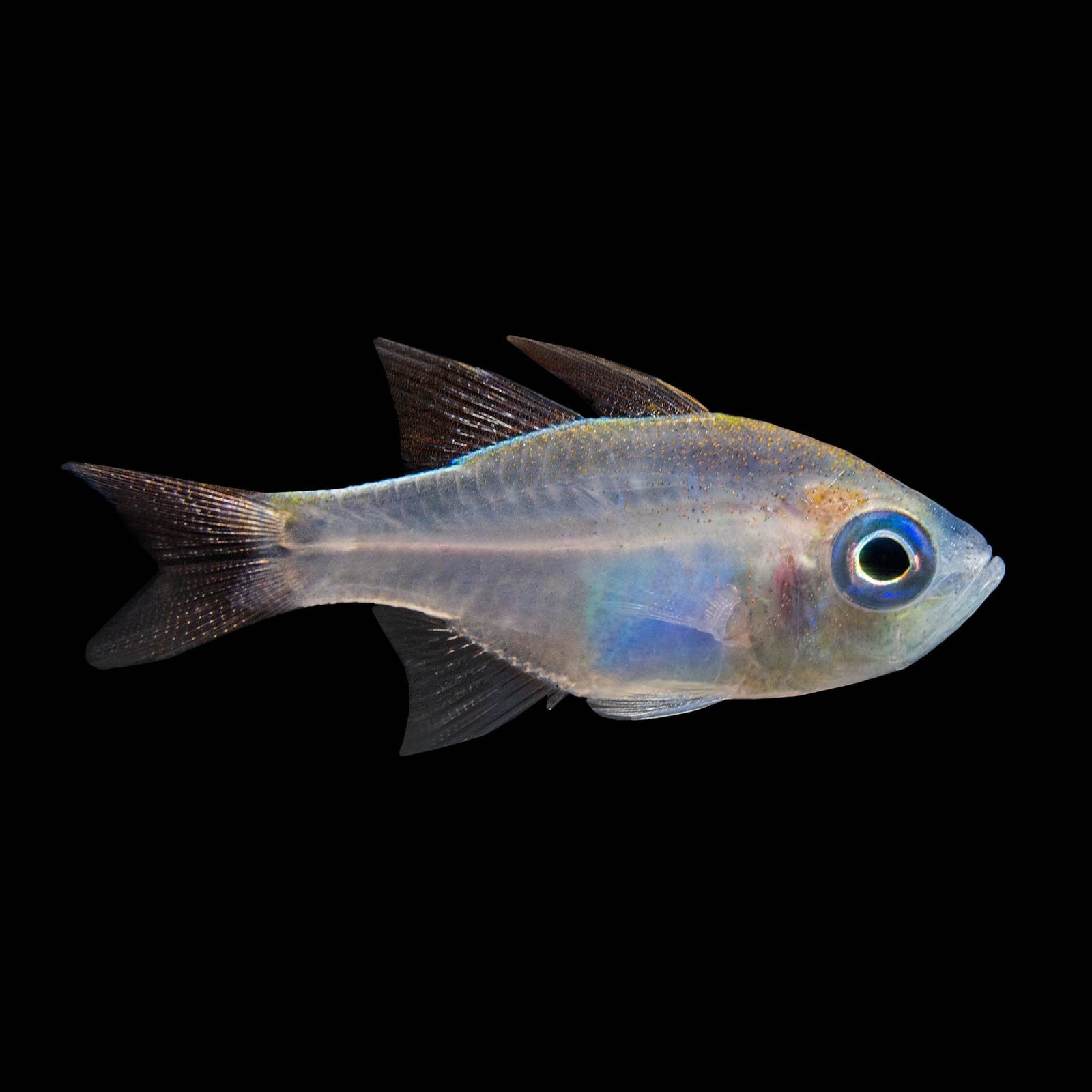 Glass Cardinalfish (Apogon Leptacanthus) saltwater aquarium fish
