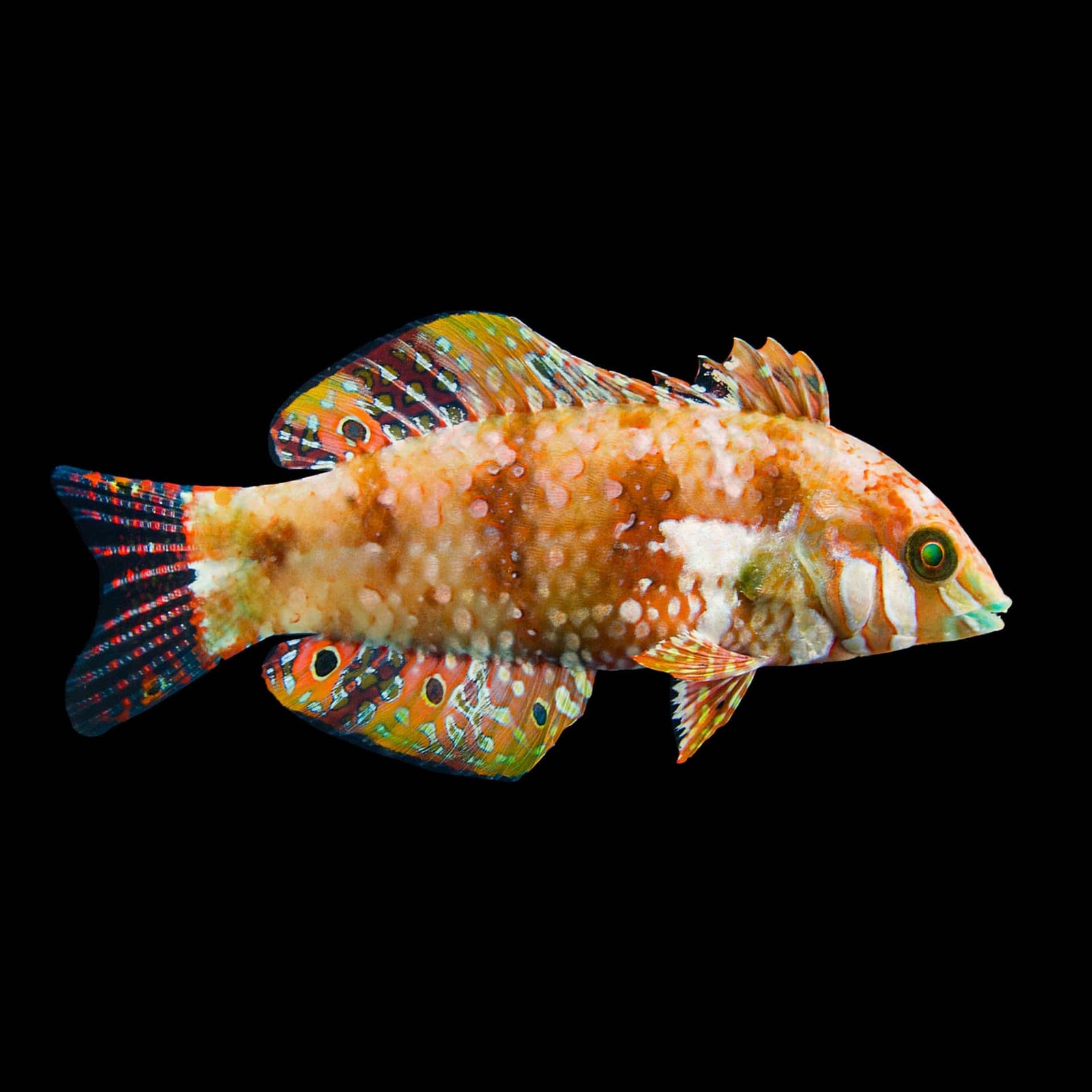 Gold Nugget Finspot Wrasse (Xenojulis Margaritacea) saltwater aquarium fish