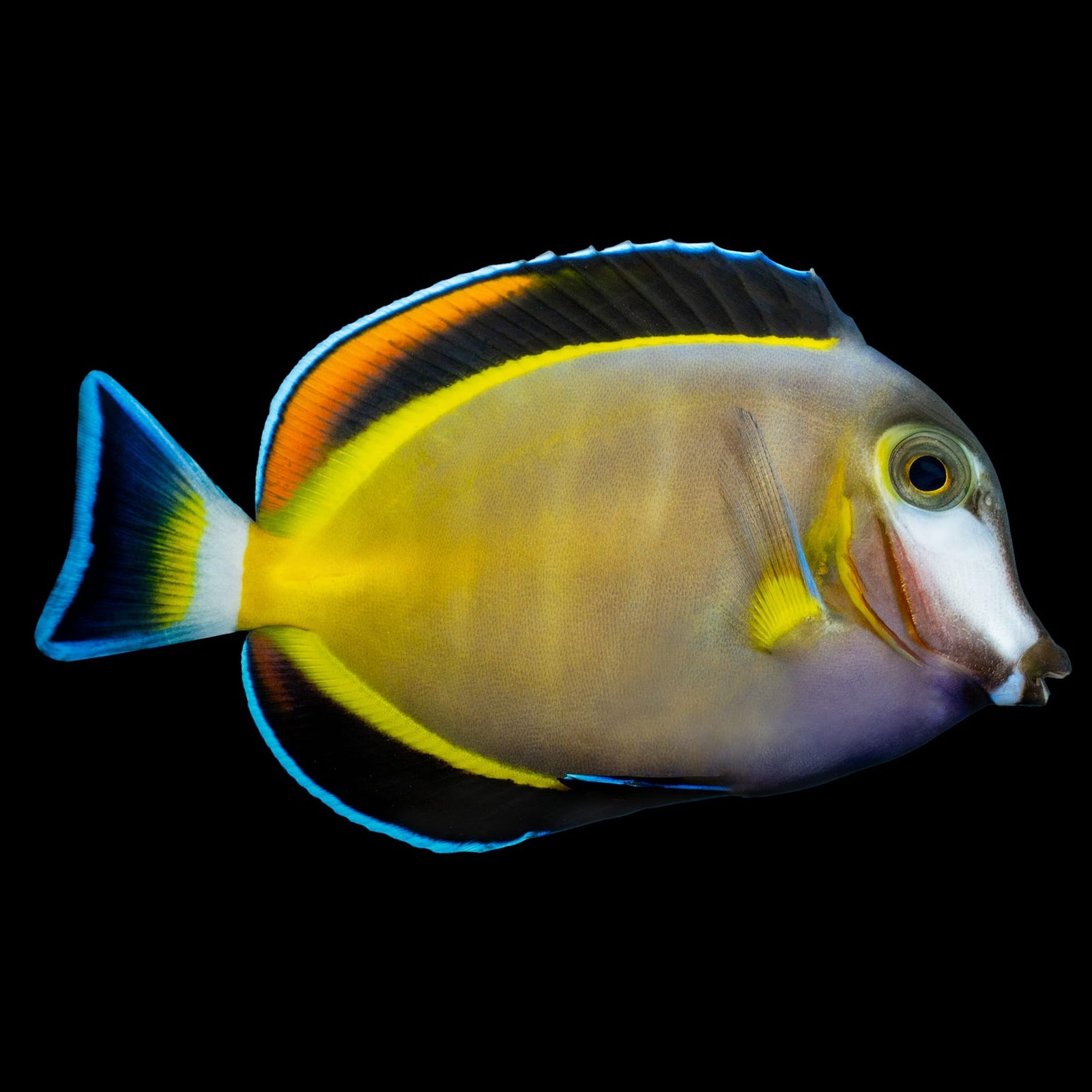 Gold Rim Tang (Acanthurus Nigricans) saltwater aquarium fish