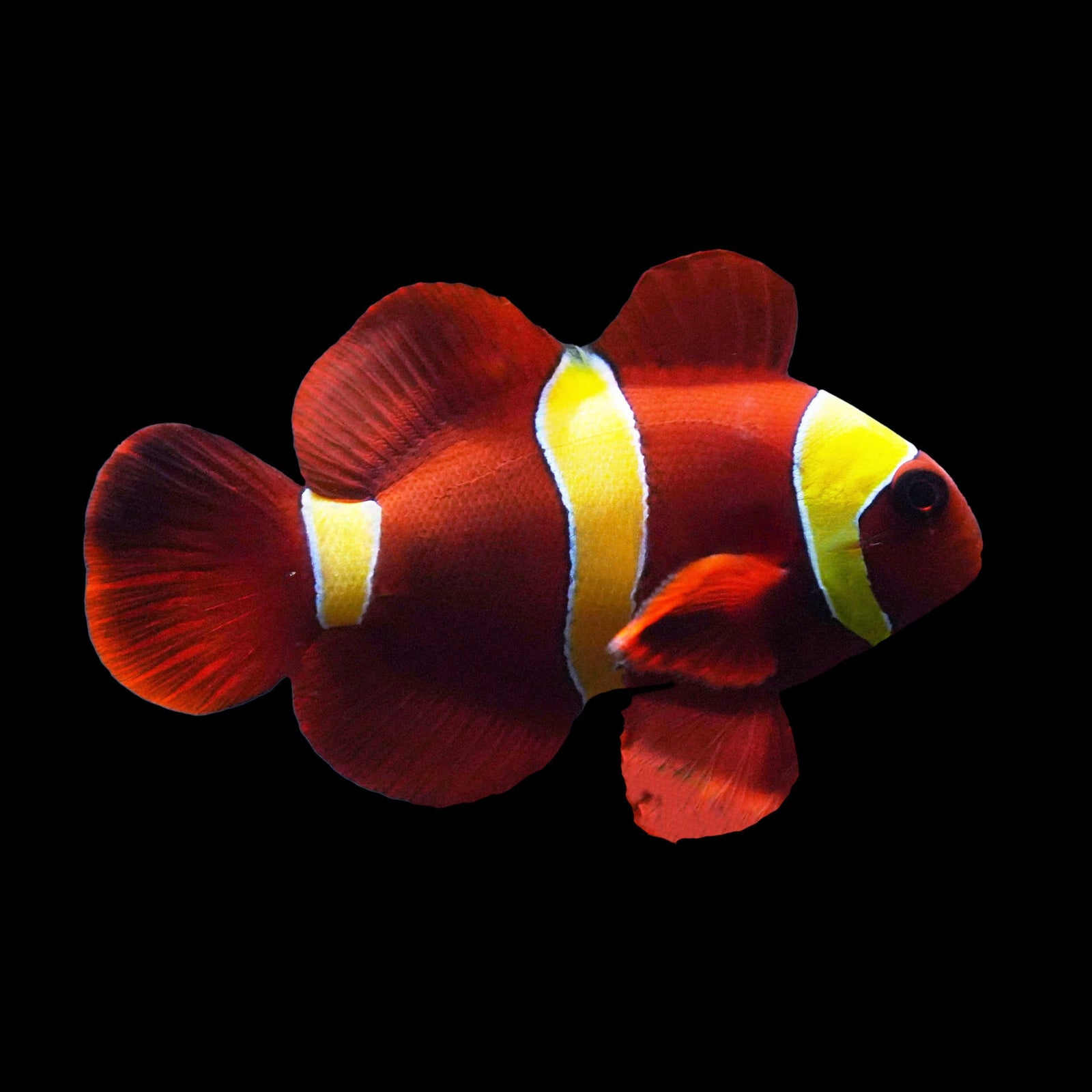 Gold Stripe Maroon Clownfish (Premnas Biaculeatus) saltwater aquarium fish