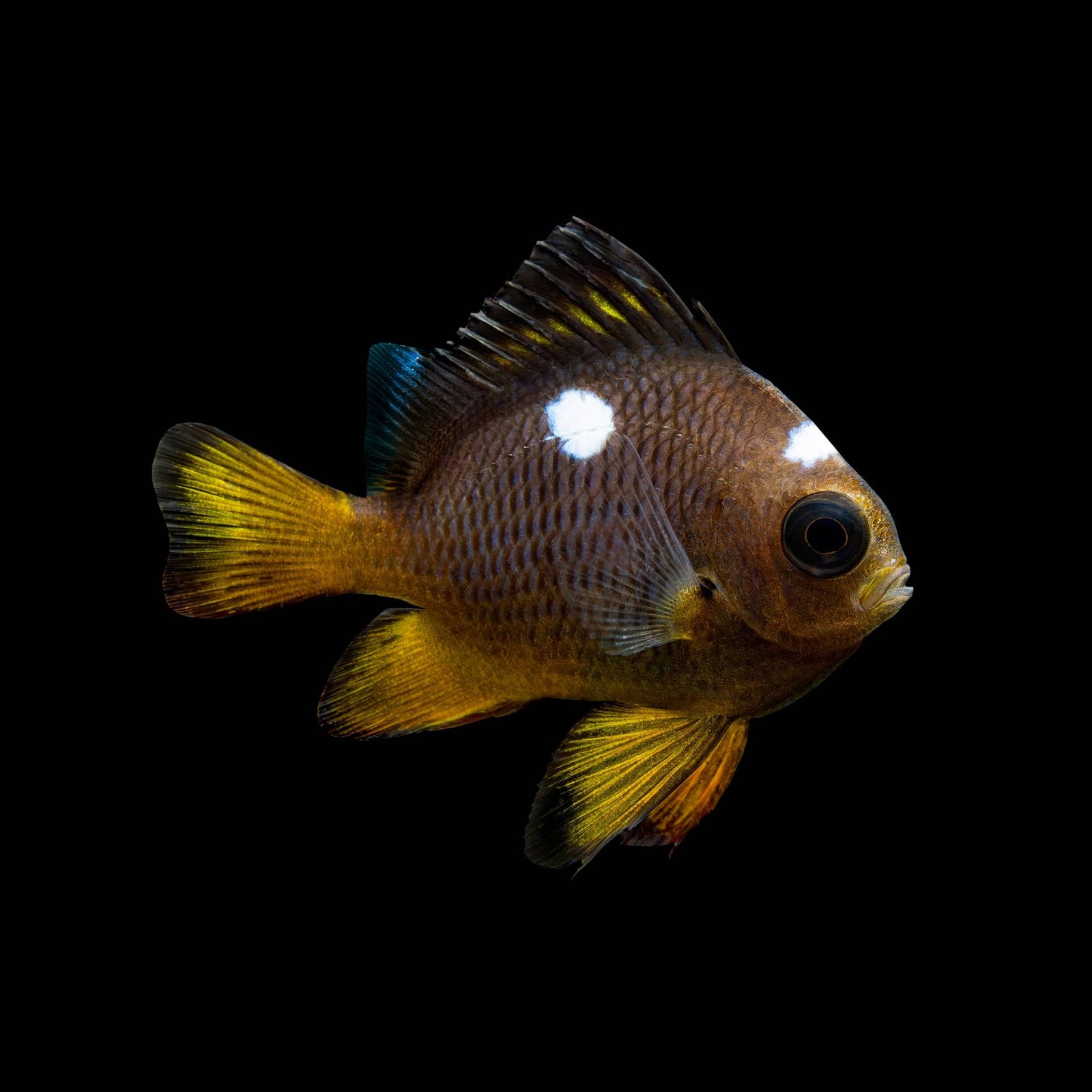 Golden Domino Damsel (Dascyllus Auripinnis) saltwater aquarium fish