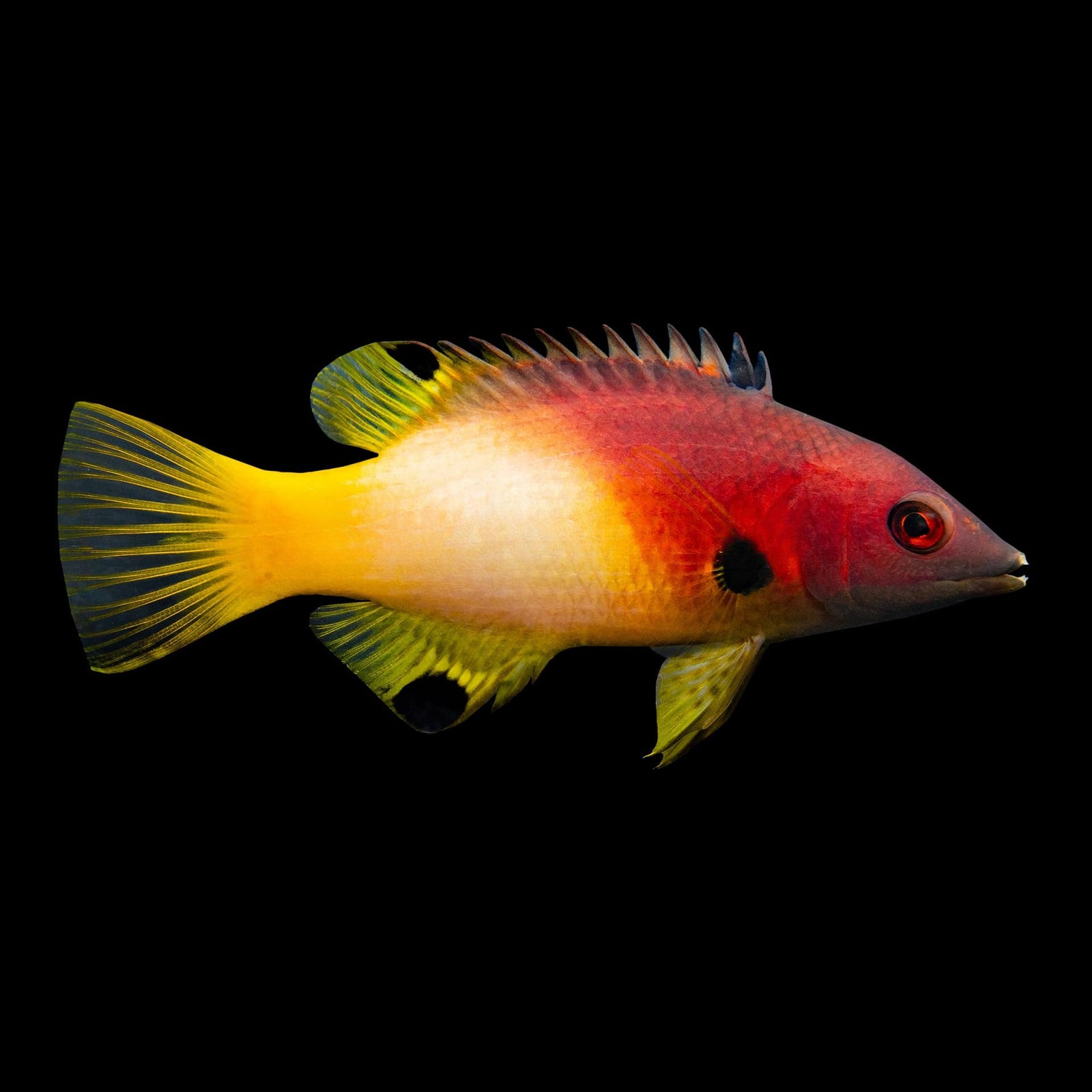 Golden Spot Hogfish (Bodianus Perditio) saltwater aquarium fish