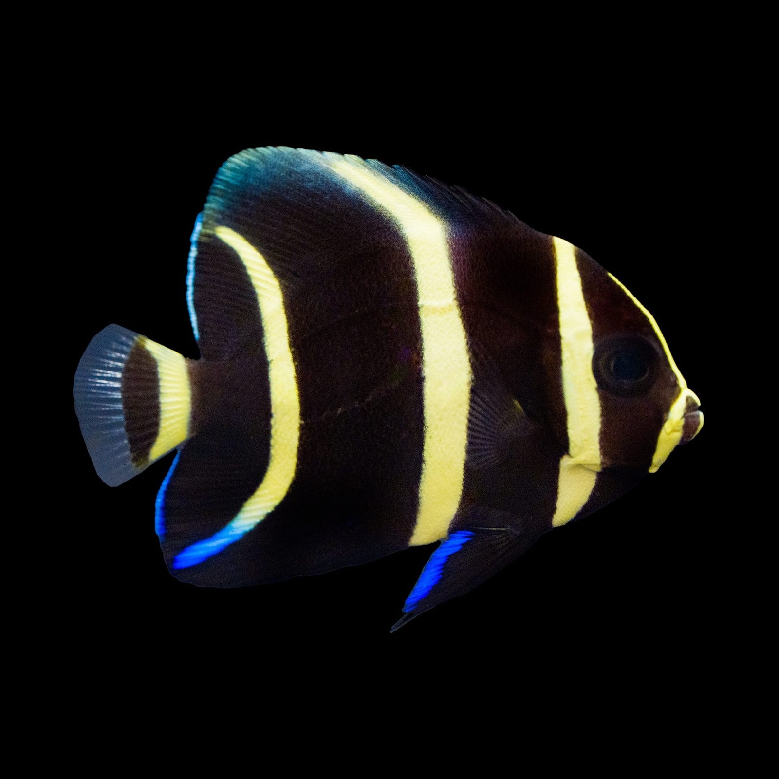 Gray Angelfish (Pomacanthus Arcuatus) saltwater aquarium fish