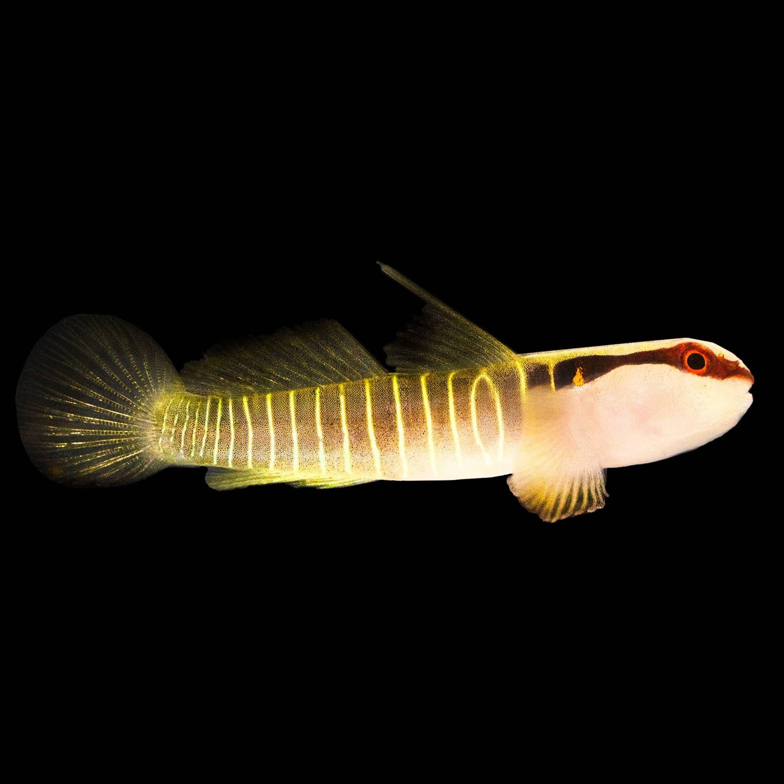 Green Banded Goby (Elacatinus Multifaciatum) saltwater aquarium fish