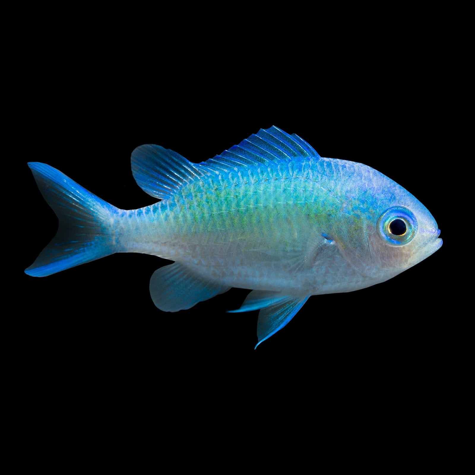 Green Chromis (Chromis Viridis) saltwater aquarium fish