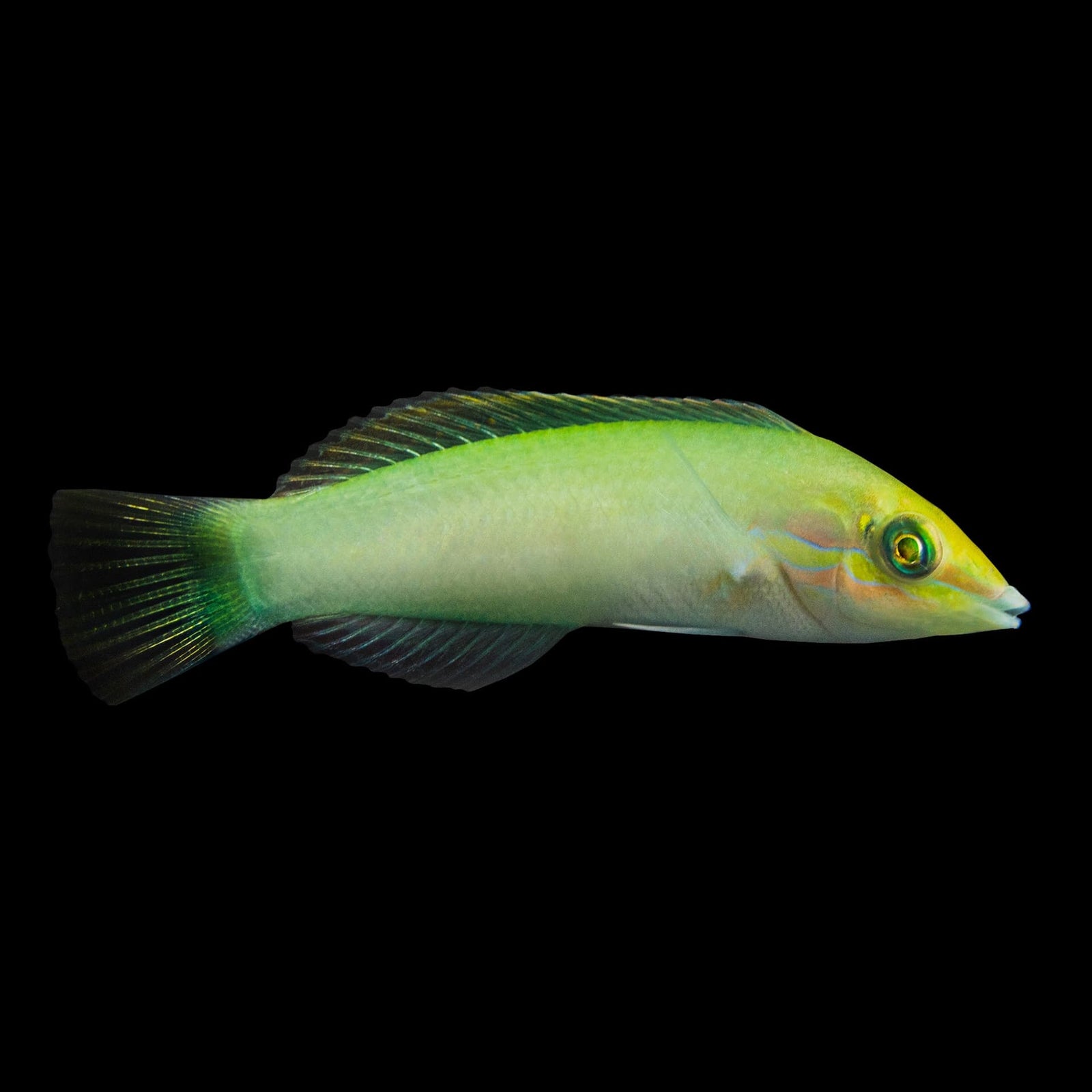 Green Coris Wrasse (Halichoeres Chloropterus) saltwater aquarium fish