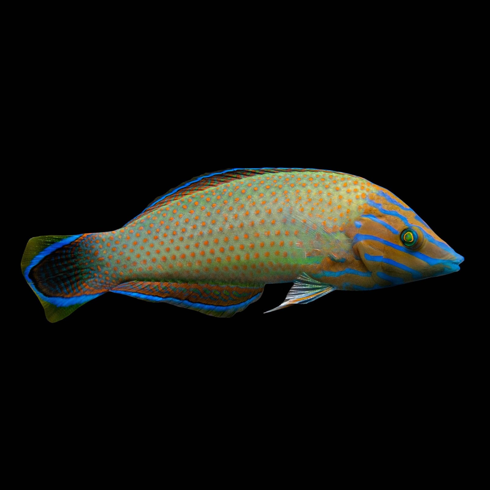 Grey Head Wrasse (Halichoeres Leucurus) saltwater aquarium fish
