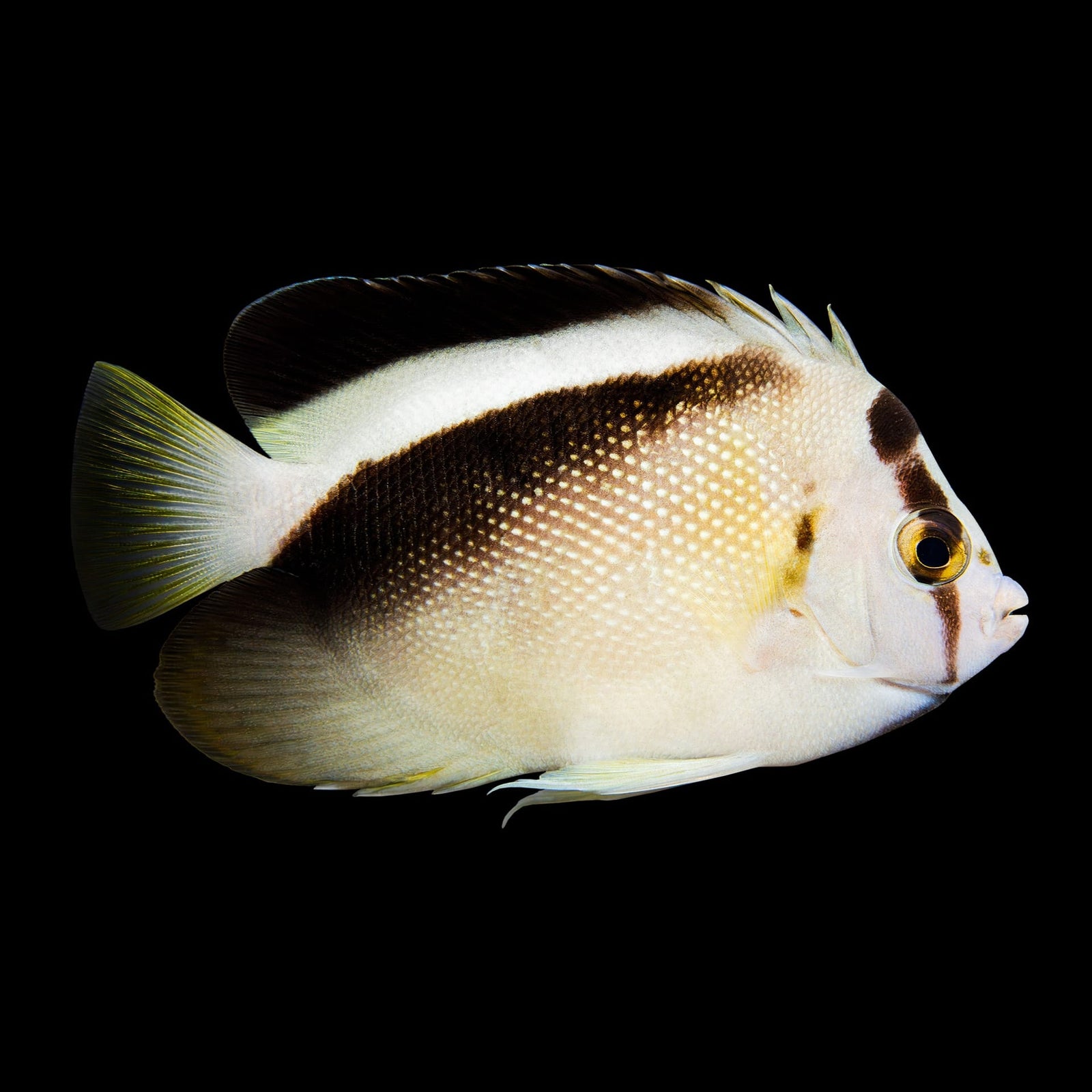 Griffis Angelfish (Apolemichthys Griffisi) saltwater aquarium fish