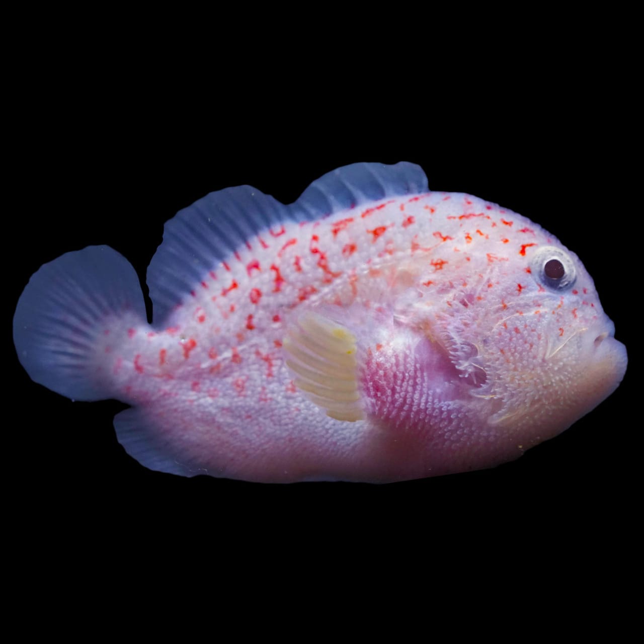 Gumdrop Coral Croucher (Caracanthus maculatus) saltwater aquarium fish