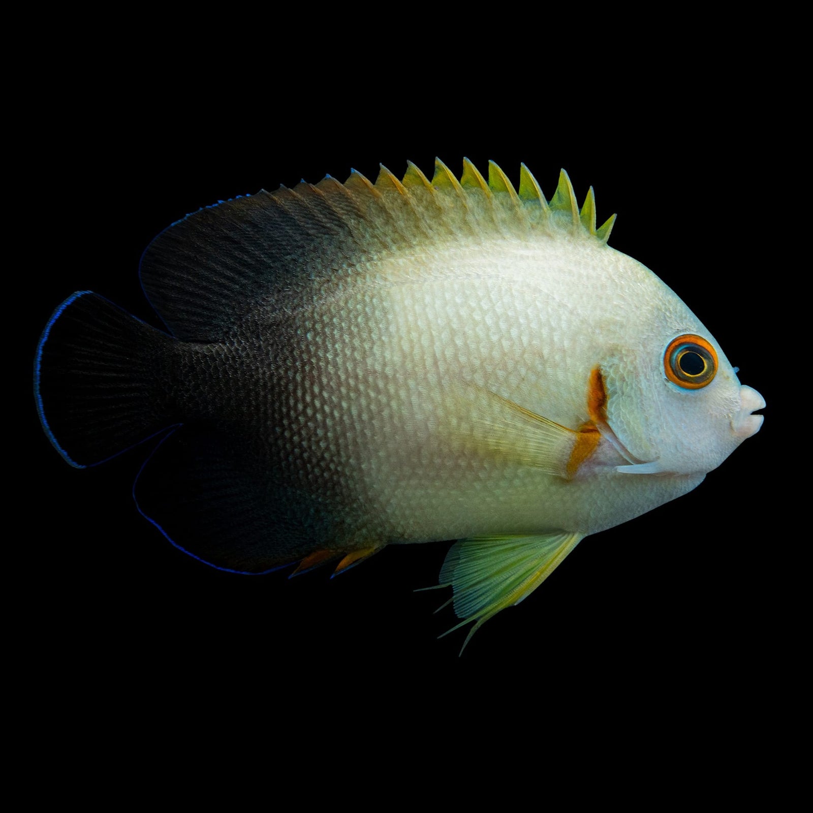Half Black Angelfish (Centropyge Vroliki) saltwater aquarium fish