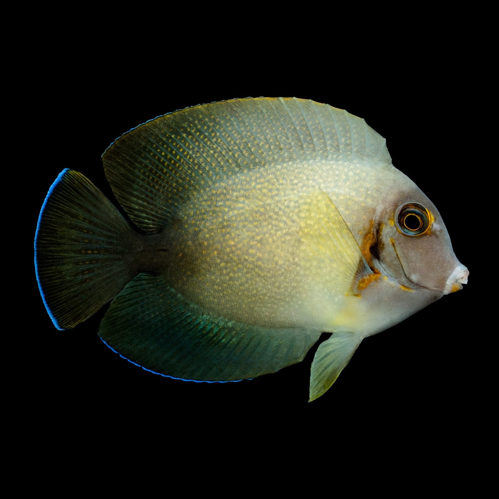 Half Black Mimic Tang (Acanthurus Chronixis) saltwater aquarium fish