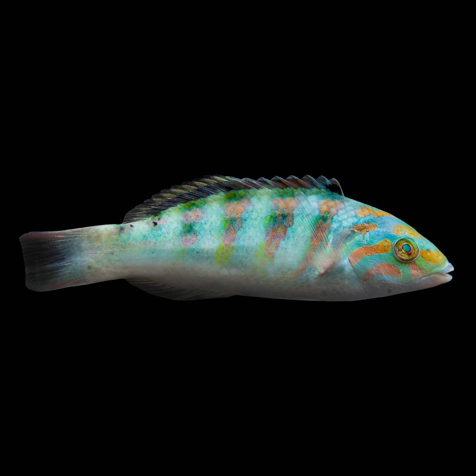 Hardwicke Wrasse (Thalassoma Hardwickii) saltwater aquarium fish