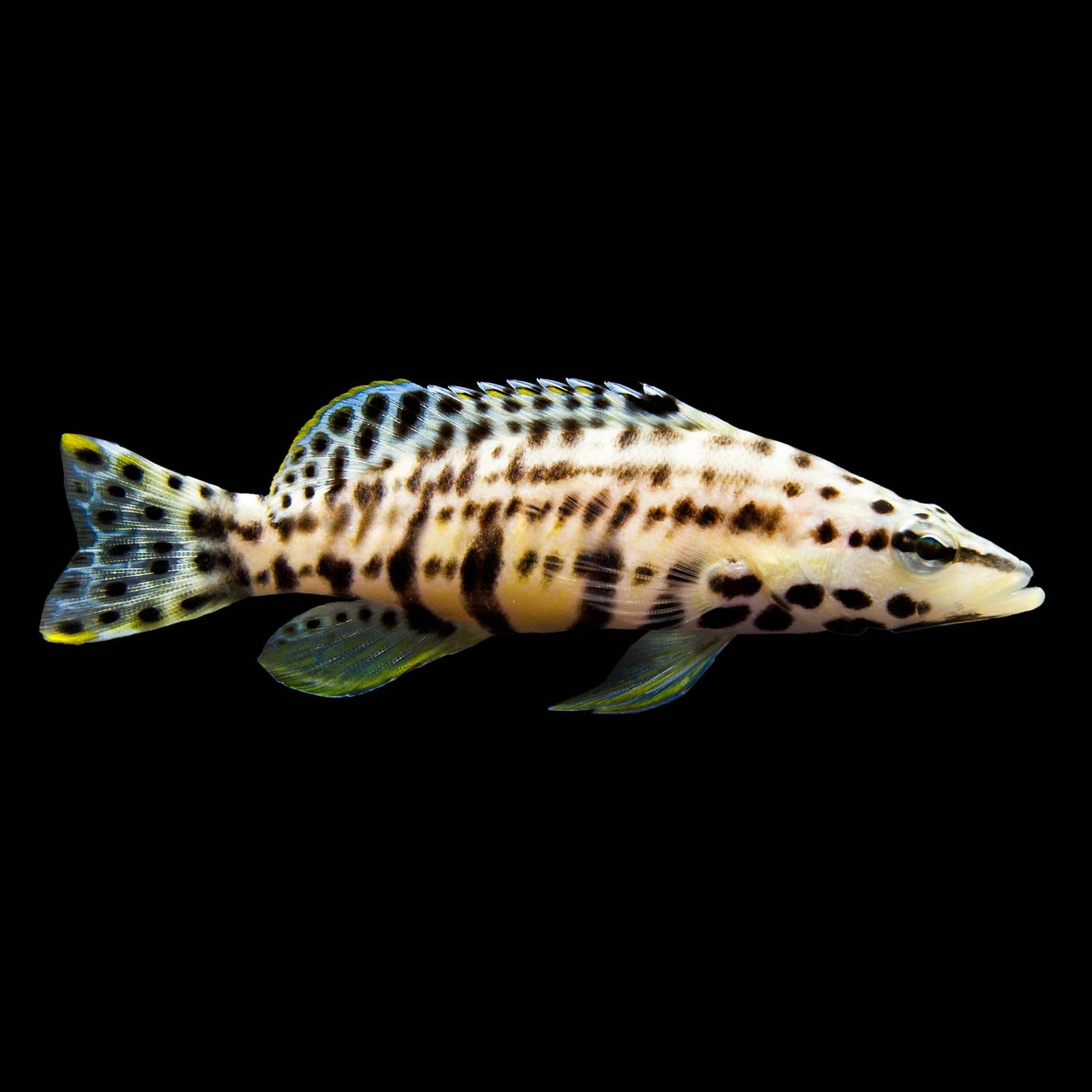 Harlequin Basslet saltwater aquarium fish