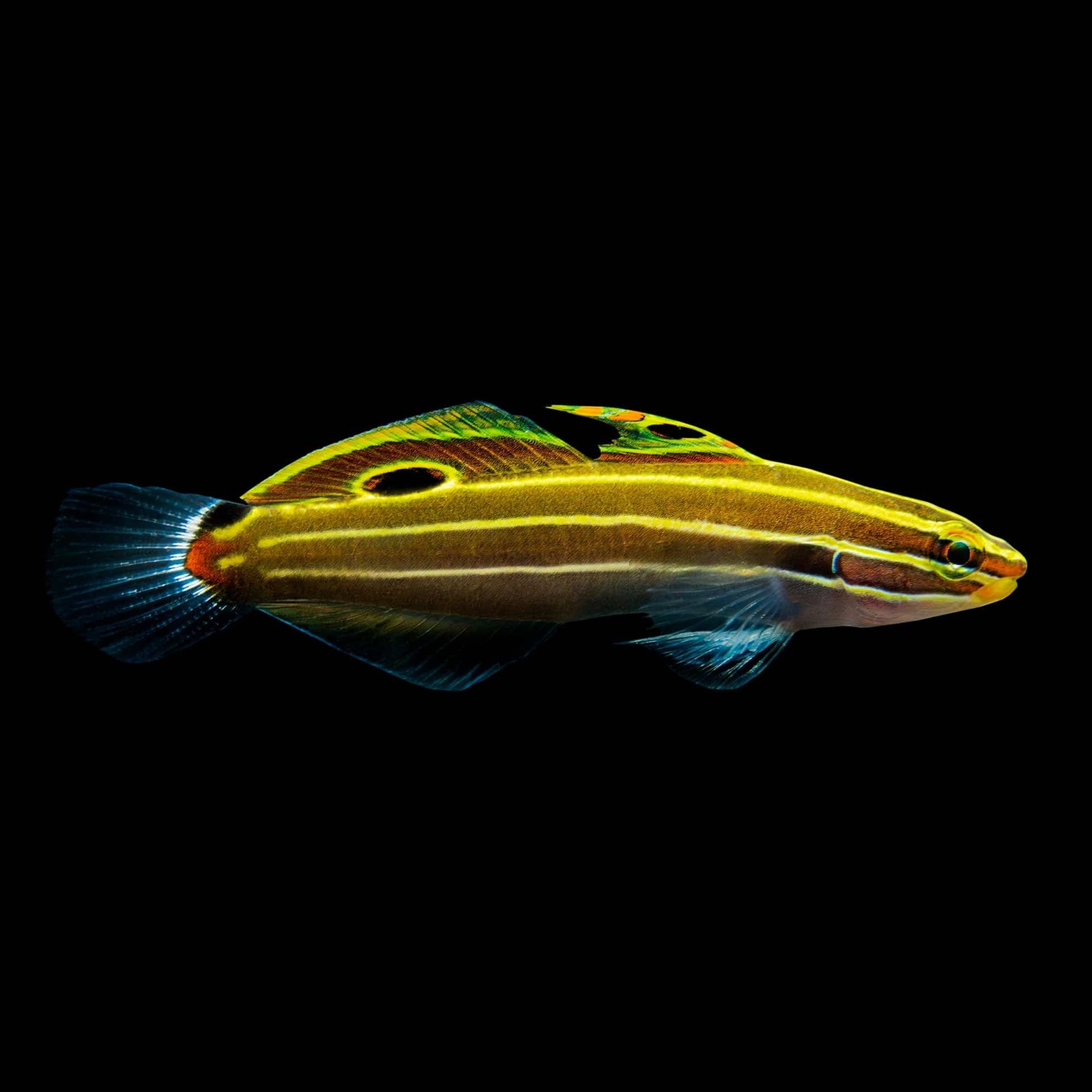 Hector's Goby (Koumansetta Hectori) saltwater aquarium fish