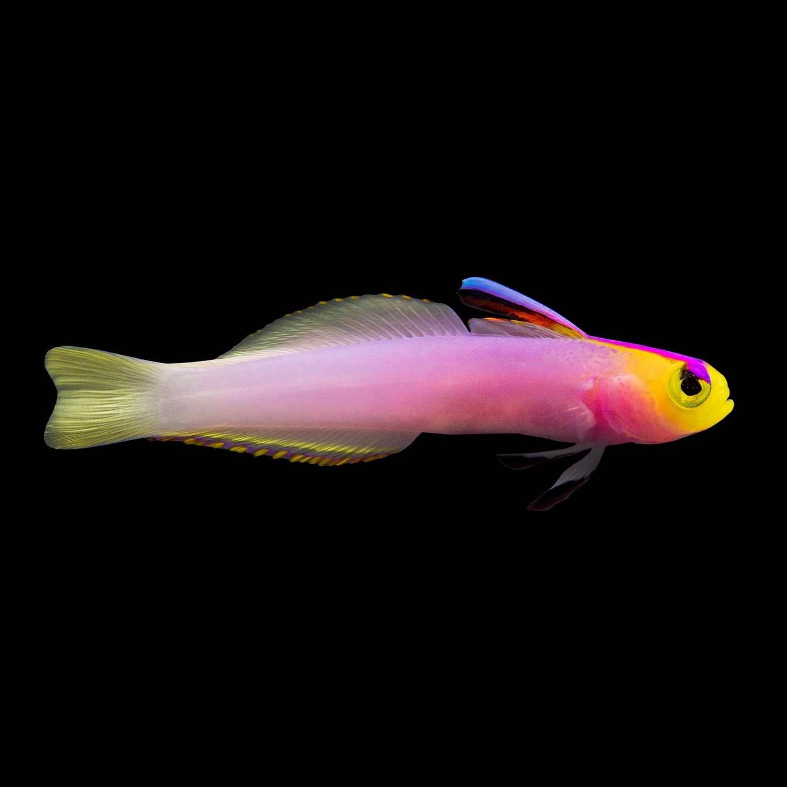 Helfrichi Firefish Goby (Nemateleotris helfrichi) saltwater aquarium fish