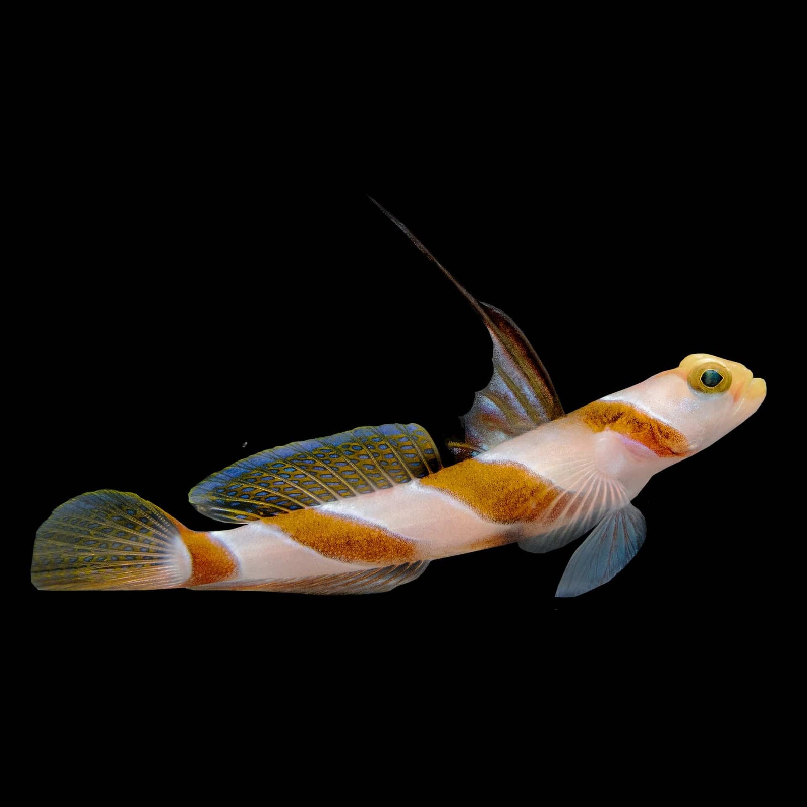 Hi Fin Goby (Stonogobiops Nematodes) saltwater aquarium fish