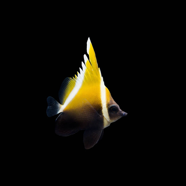 Horned Heniochus Butterflyfish (Heniochus Varius) saltwater aquarium fish