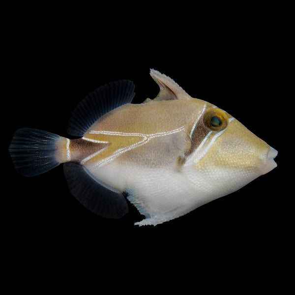 Humu Rectangle Triggerfish (Rhinecanthus Rectangulus) saltwater aquarium fish