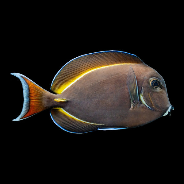 Hybrid Achilles X White Cheek Tang saltwater aquarium fish