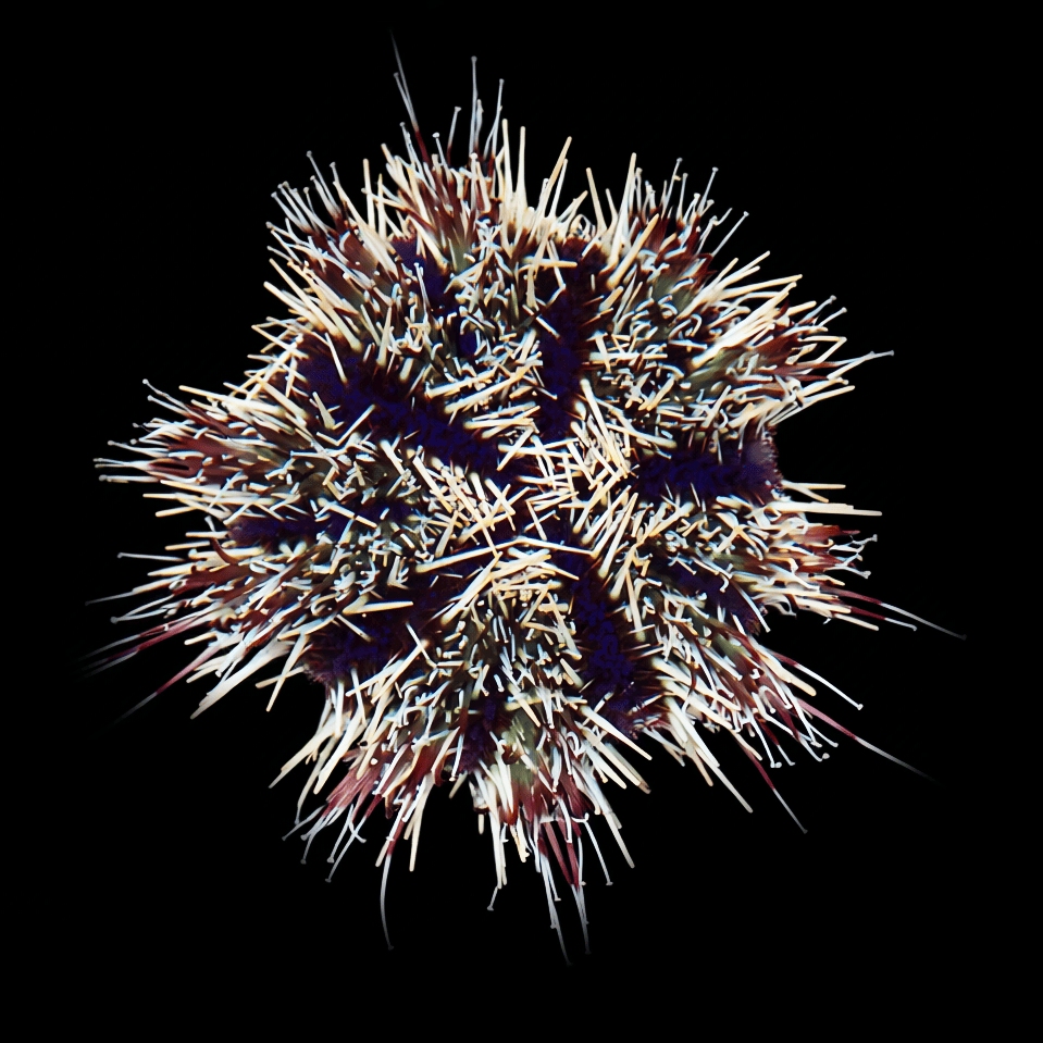 Halloween Urchin (Tripneustes gratilla) saltwater invertebrate