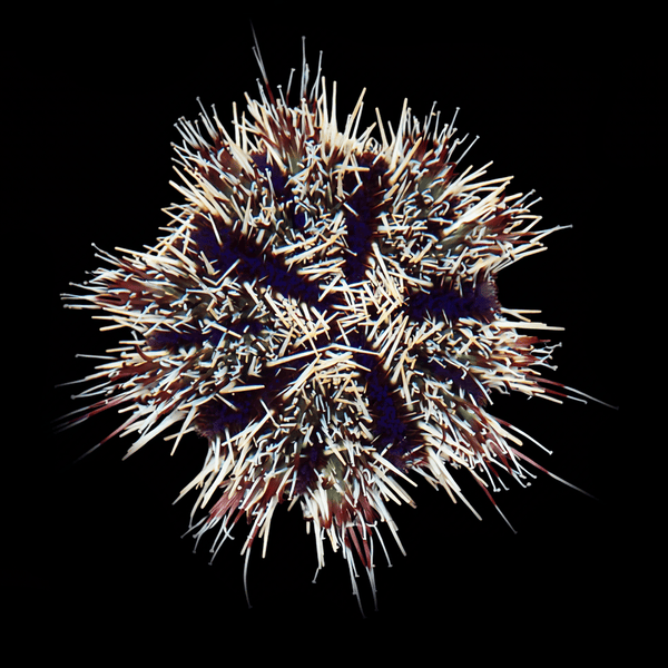 Halloween Urchin (Tripneustes gratilla) saltwater invertebrate