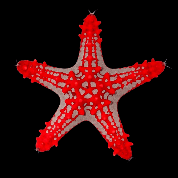 Red Knobby Starfish (Protoreaster linckii) saltwater invertebrate