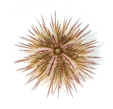 Variegated Urchin (Lytechinus variegatus) saltwater invertebrate