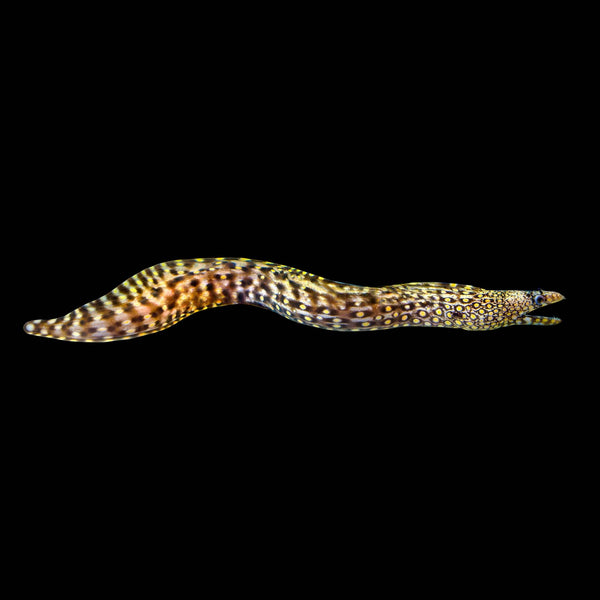 Jewel Moray (Muraena Lentiginosa) saltwater aquarium fish