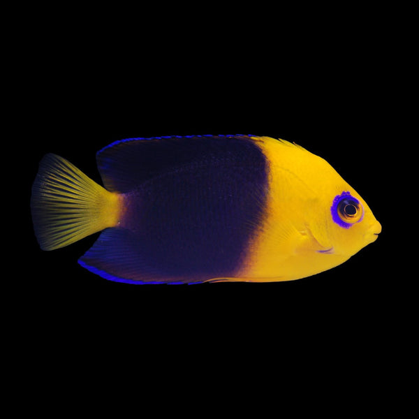 Joculator Angelfish (Centropyge Joculator) saltwater aquarium fish
