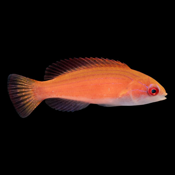 Johnsoni Fairy Wrasse (Cirrhilabrus Johnsoni) saltwater aquarium fish