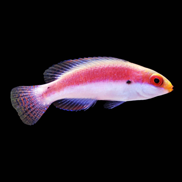 Katherine's Fairy Wrasse (Cirrhilabrus Katherinae) saltwater aquarium fish