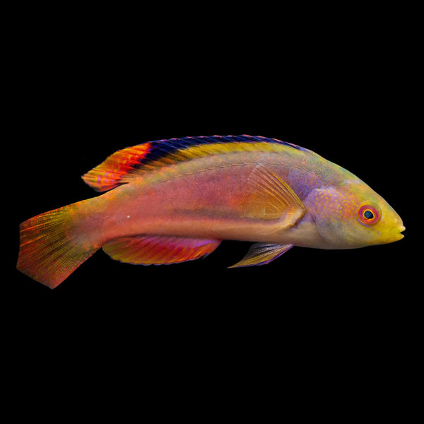 Kato's Fairy Wrasse (Cirrhilabrus Katoi) saltwater aquarium fish