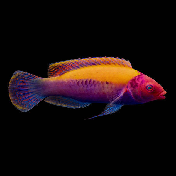 Koi Fairy Wrasse (Cirrhilabrus Adornatus) saltwater aquarium fish