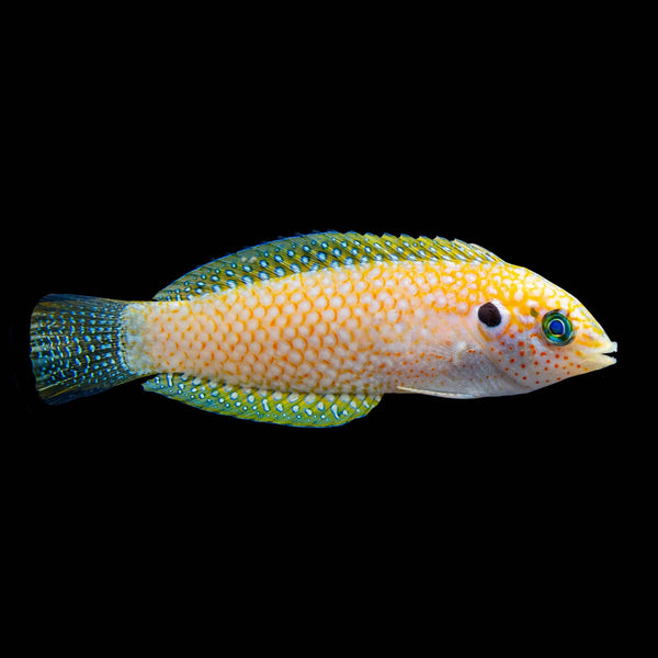 Kuteri Leopard Wrasse (Macropharyngodon Kuiteri) saltwater aquarium fish