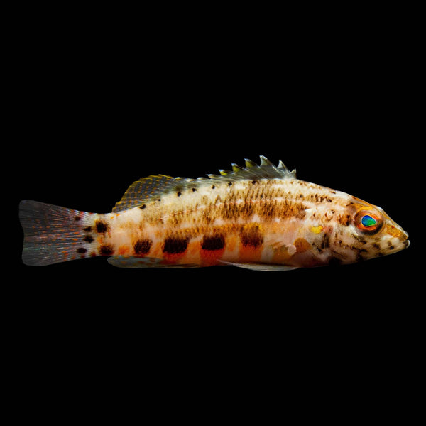 Lantern Basslet saltwater aquarium fish