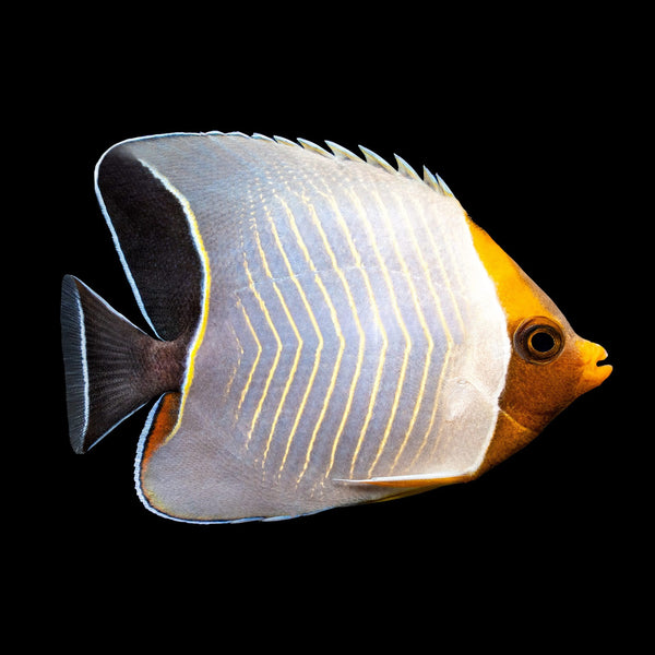 Larvatus Butterflyfish (Chaetodon Larva) saltwater aquarium fish