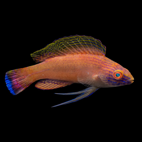 Latigo Fairy Wrasse (Cirrhilabrus Briangrenei) saltwater aquarium fish