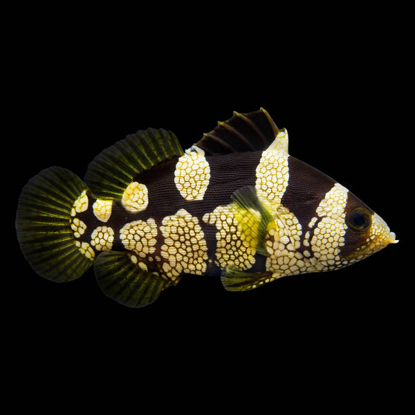 Leaflip Grouper (Pogonoperca Punctata) saltwater aquarium fish