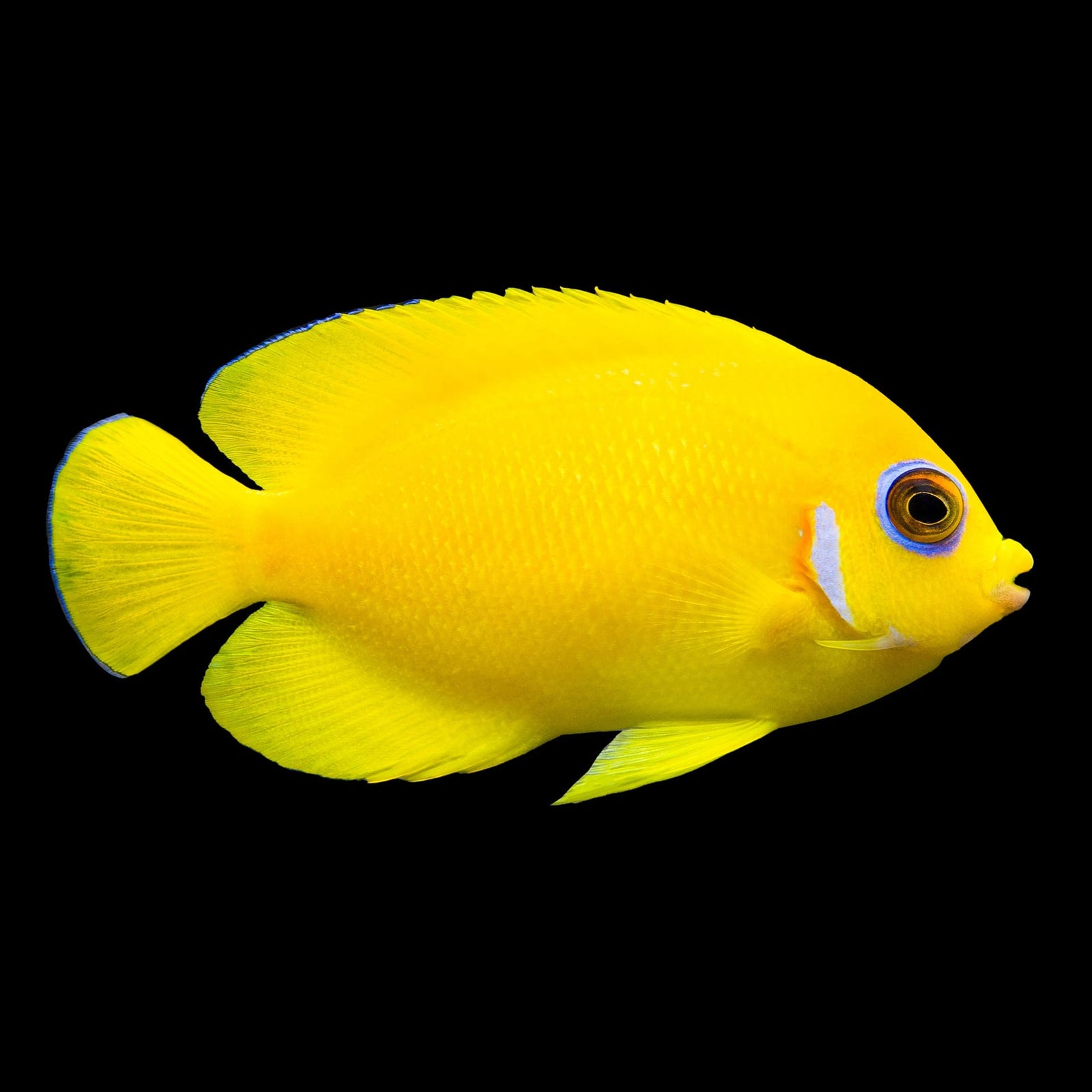 Lemonpeel Angelfish (Centropyge Flavissima) saltwater aquarium fish