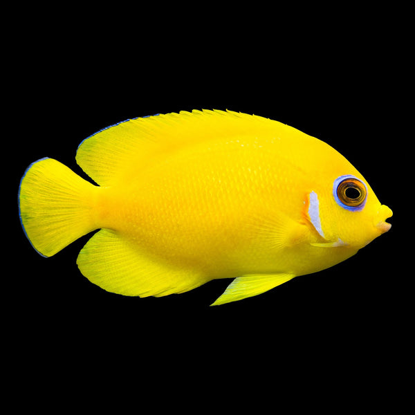 Lemonpeel Angelfish (Centropyge Flavissima) saltwater aquarium fish