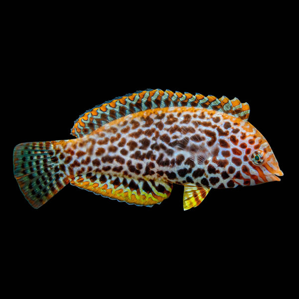 Leopard Wrasse (Macropharyngodon Meleagris) saltwater aquarium fish
