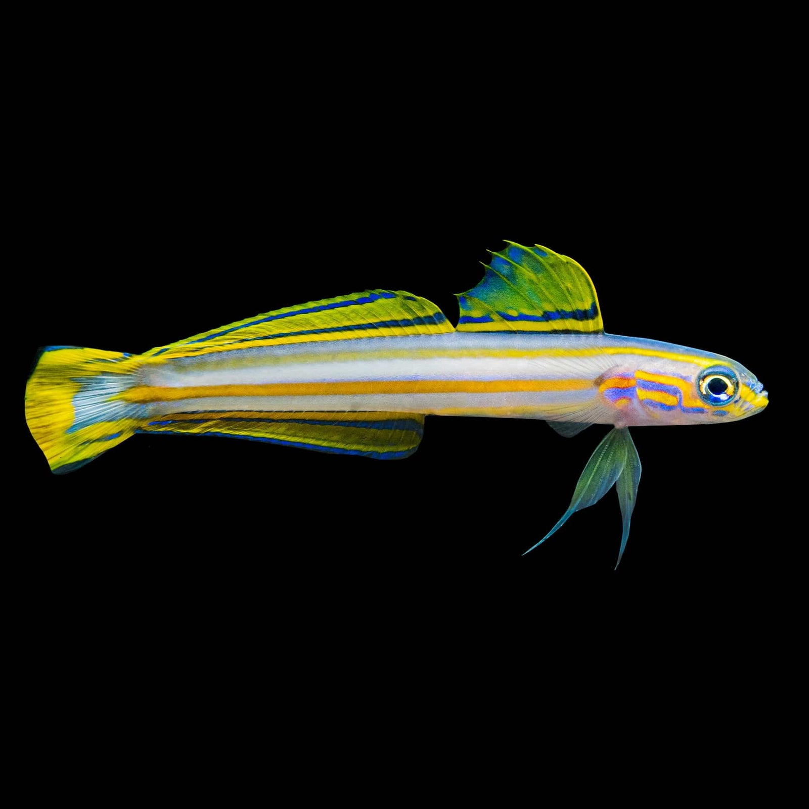 Lined Dart Grammica (Ptereleotris Grammica) saltwater aquarium fish
