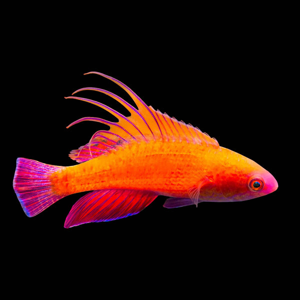 Linespot Flasher Wrasse (Paracheilinus Lineopunctatus) saltwater aquarium fish